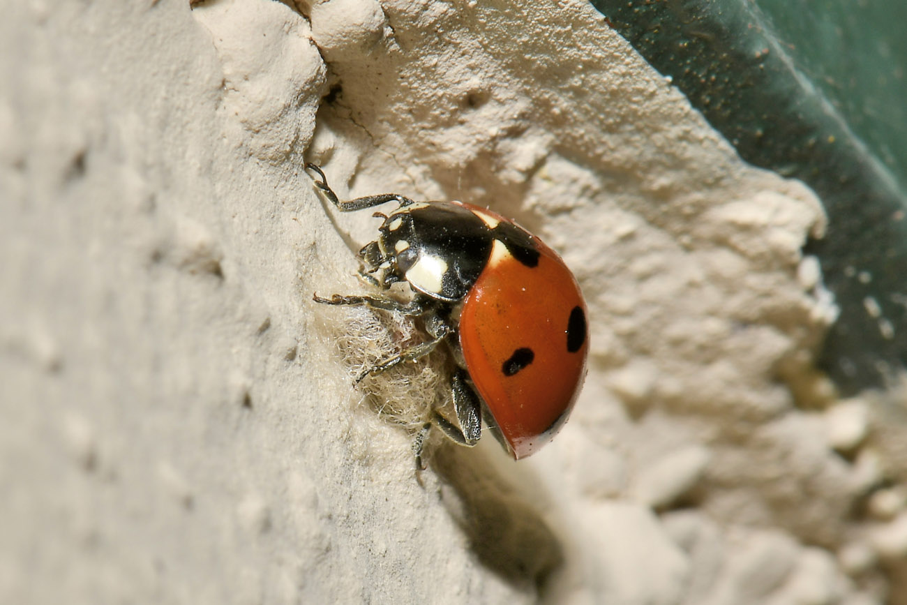 Chioccinella... septempunctata
